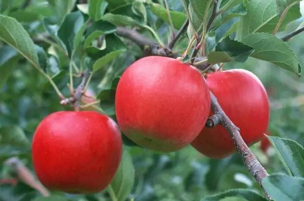 果实膨大期，施肥应注意