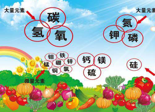 中微量元素肥料有什么作用？作物为什么要补充中微量元素肥料？