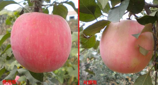 钾肥功能很强大，这样用减少浪费，提高肥效